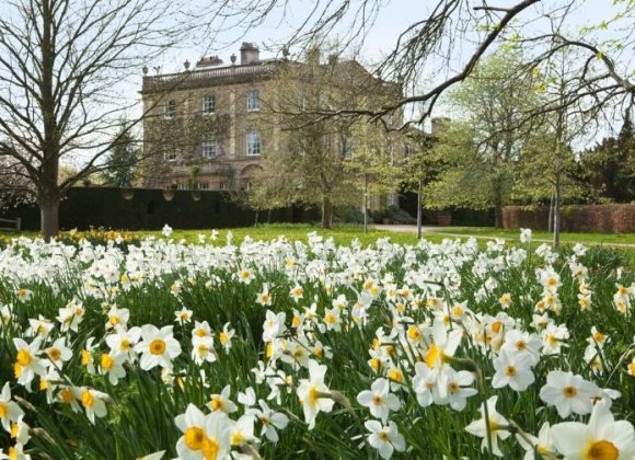 Highrove_Daffodil Cinque luoghi da vedere prima o poi: n.3 i giardini di Highgrove