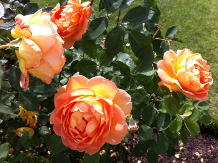 IMG_0460 IMG_0460