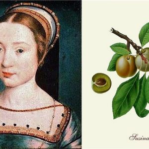 Regina_Claudia Regina Claudia, la piccola e dolce sovrana che ha dato il nome a una prugna